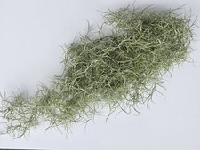 Fresh Live Spanish Moss for Orchids - Gallon Bag - Pets, Orchids, Decor, Crafts