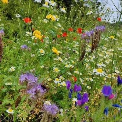 Ökowiese - Wildgrassamen und heimische Blumensamen Mischung - Garten 100g, gemischt 