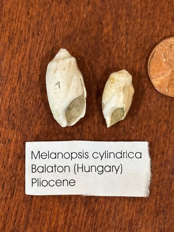Hungarian Gastropod Fossil Collection - Eocene, Oligocene & Pliocene | Europe