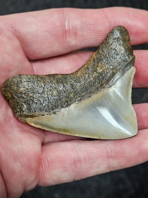 2 1/2 + High Quality Polished Megalodon Fossil Shark Tooth Teeth