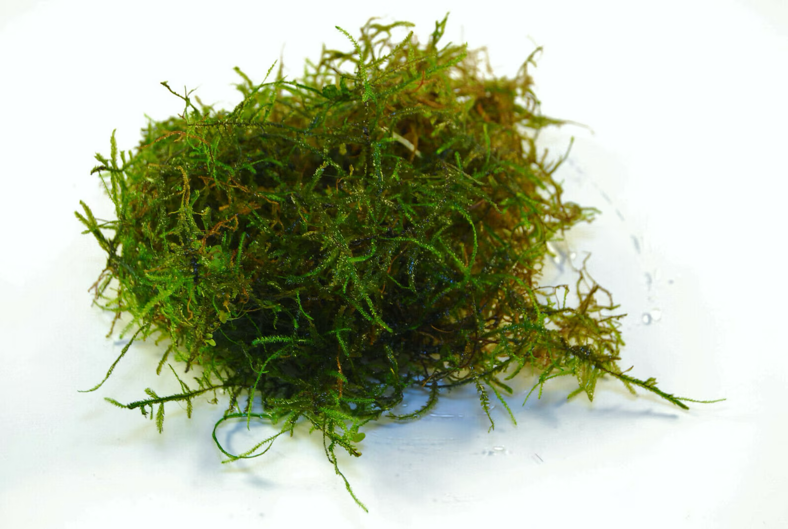 Live Java Moss Live Java Moss Plant- Live Aquarium Plants, Fish food, aqua scape, fish ...
