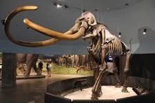 COLUMBIAN MAMMOTH SKELETON GLOSSY POSTER PICTURE PHOTO PRINT BANNER 10090