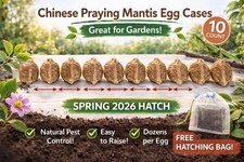 10 Large Praying Mantis Egg Case FREE Hatching Habitat Bag Picked 2026 Season