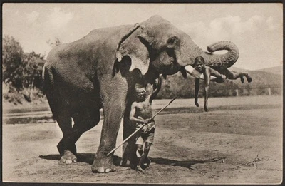CEYLON ELEPHANT postcard with S.S.Lancashire rubber-stamp mark - Image 1 of 2