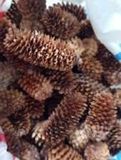 100 Natural Pinecones Ideal For Xmas Decorations, Flower Arrangements,...