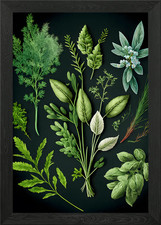 Kitchen Herbs Framed Wall Art Poster Canvas Print Picture
