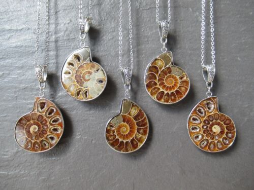 Real Ammonite Fossil Shell Stone Necklace Pendant Silver Chain Mens Womens Gifts - Afbeelding 1 van 7