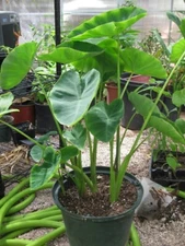 10 LIVE Colocasia Esculenta Elephant Ear Taro Gabi Kalo Eddo Bulbs READY to GROW