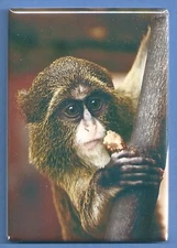 COSTA RICA *2X3 FRIDGE MAGNET* CENTRAL AMERICA PURA VIDA BEACH VOLCANO MONKEY