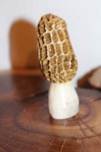 Carved Yellow Morel Mushroom from a Shed Whitetail Moose  Antler Point