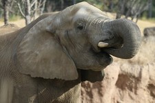 African Elephant Taxidermy Reference Photo Cd