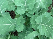 Premier Kale Seeds, NON-GMO, Cruciferous, Early Hanover, FREE SHIPPING