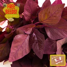Fresh Premium Amaranth Red Leaf Seeds | Hu Hsien | Heirloom Non-GMO | Herb Seeds