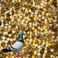 Pigeon Dove Seed Wild Bird Feed Food Birds in Zipper Bag Different Sizes