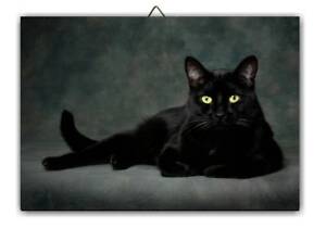 Tableau chat noir 5 s l300