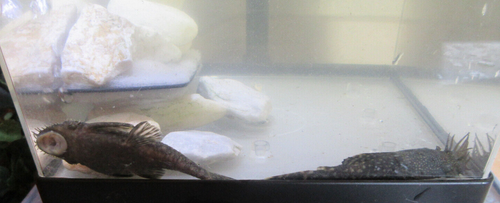 READ DESC. !Bristlenose Pleco Bushynose Spotted Plecostomus + Breeding Pair +