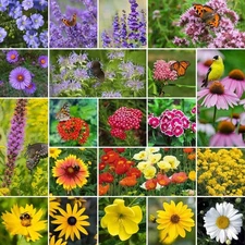 200 MIXED PERENNIAL WILD FLOWER SEEDS FREE SHIPPING