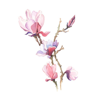 Blume Magnolie Aquarell Kunstdruck Leinwand Premium Wanddeko Poster