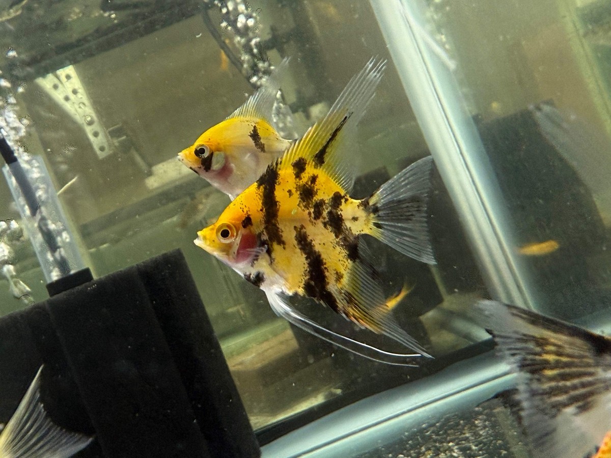 Sunburst Koi Angelfish 1.5-2” – Live Freshwater Aquarium