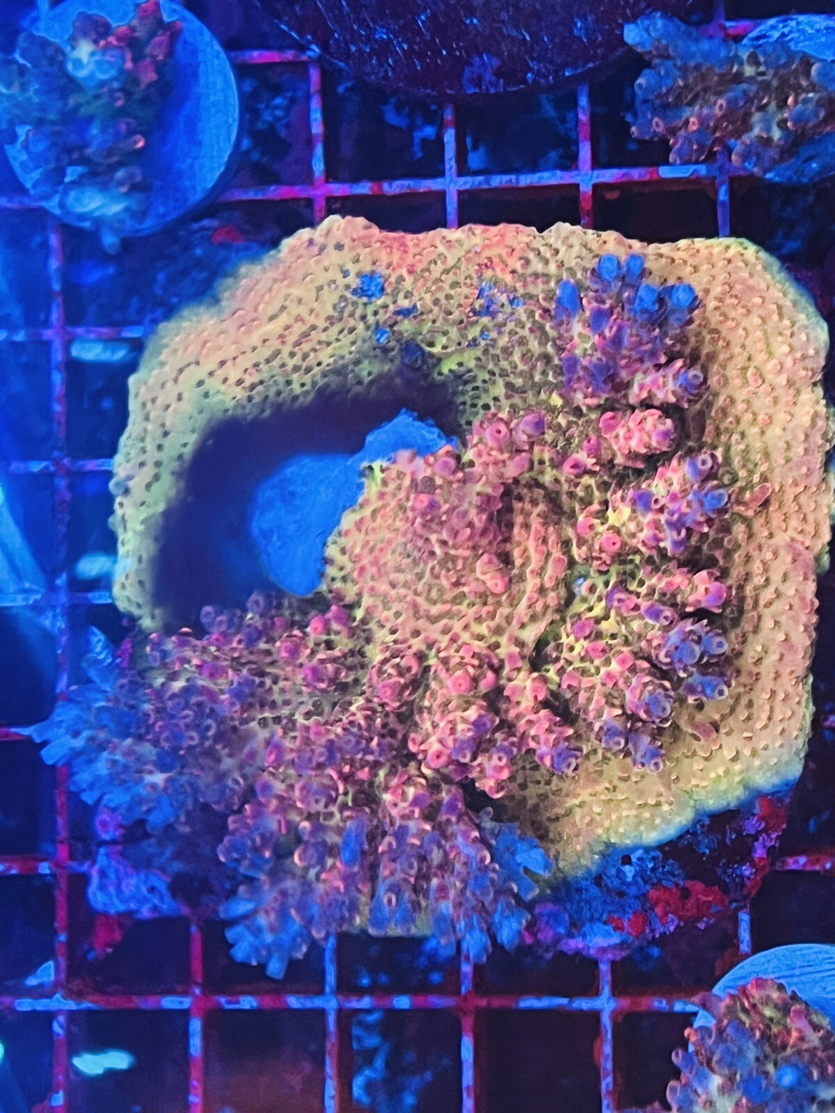 TSA Fruity Pebbles Acropora eBay