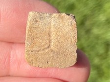 Texas Fossil Turtle Shell Rare Pleistocene Ice Age Reptile Bone