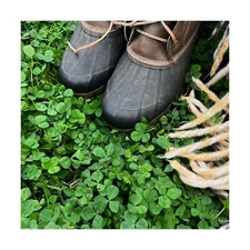 Micro Clover Seeds for Lawn - Microclover Seed for Planting - 25 Lb. Bulk ~10...