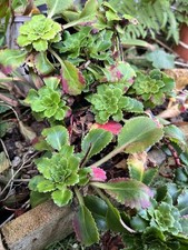 London Pride Saxifraga x Urbium Evergreen hardy flowering plant  semi-succulent