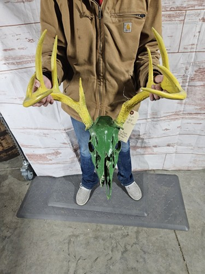 #ad Wild 9 Point Whitetail Deer Antler Rack Horn Skull European Mount Man Cave Green $69.00