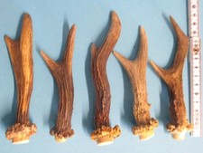 Rehstange  Rehgabler  Hirschhorn  Gehörn  Kauknochen   Geweihsnack  ( G 18 )