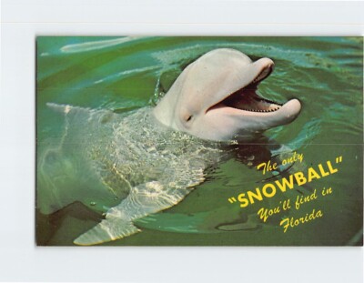 Postcard Snowball Dolphin Miami Seaquarium Florida USA