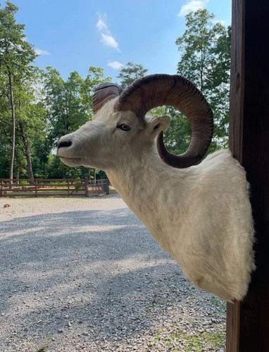Beautiful Taxidermy DALL SHEEP Shoulder Mount BIG Horns Log Cabin Hunting Lodge