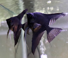 2x STUNNING Black Angelfish Live Fish 2" Body size