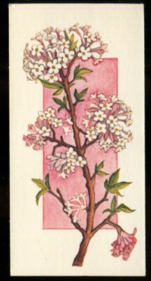Tabakkarte, Carreras, Black Cat, FLOWERS ALL THE YEAR ROUND, 1977, Viburnum, #45