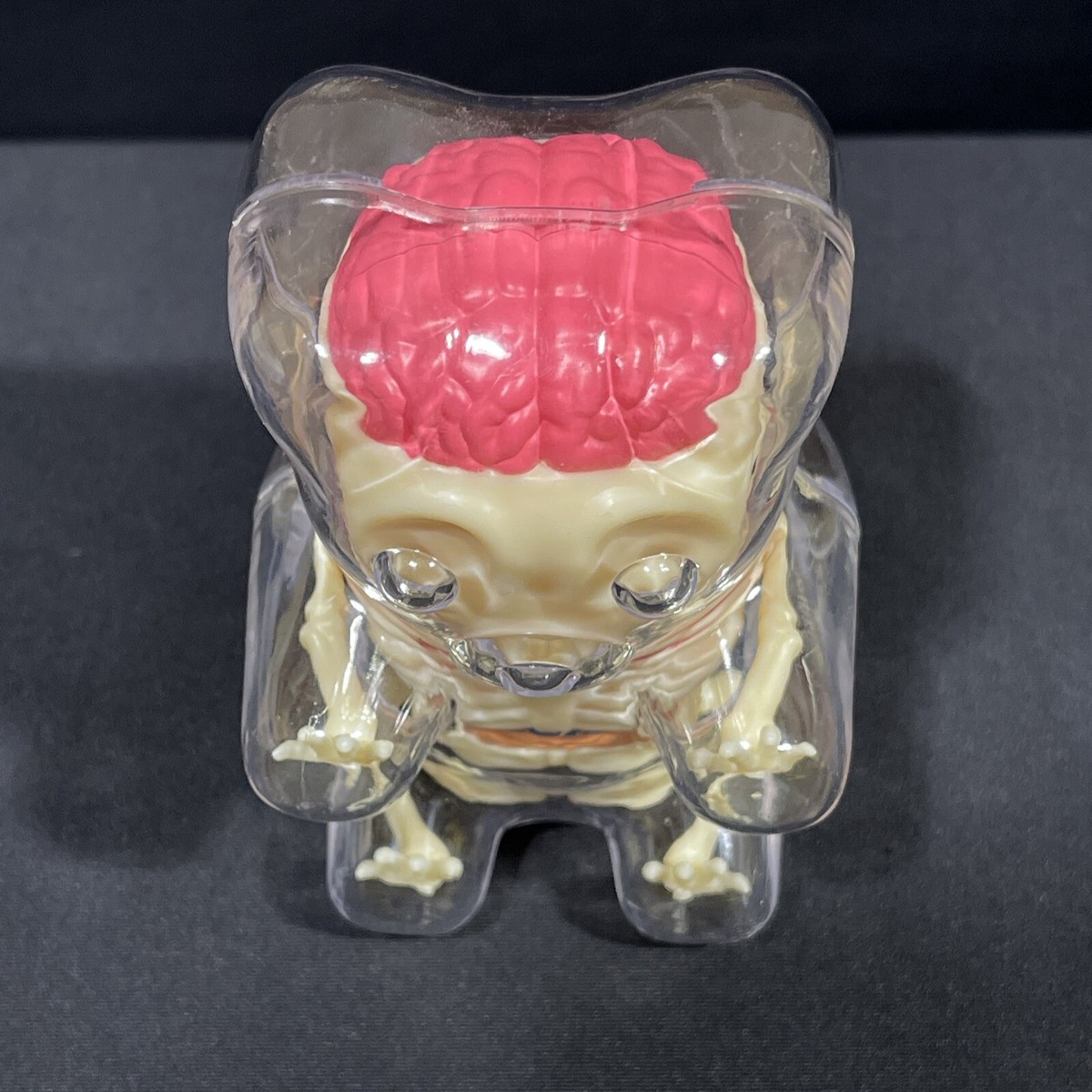 4D Master Baby Gummi Bear Skeleton Anatomy Model | eBay