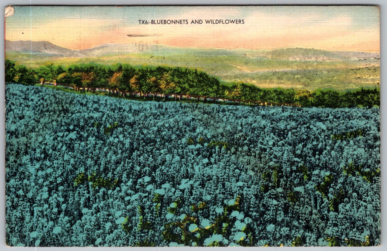 Vtg Linen Postcard Bluebonnets & Wildflowers Austin, TX 1950s