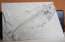 Fossil Fish . Wyoming Green River Formation . Dino . 50 Million Years. 7.5" long