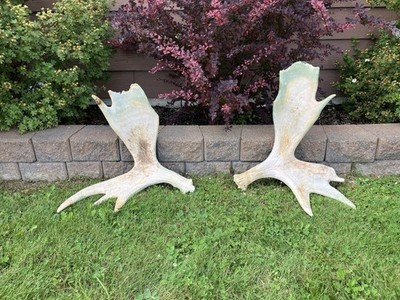 Matching Set Of Maine Moose Antlers! Moose Sheds! Deer, Man Cave, Crafts