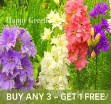 ROCKET LARKSPUR MIX - 400 SEEDS - Delphinium ajacis -