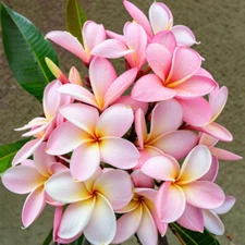 5 Pale Pink Plumeria Seeds Plants Flower Hawaiian Flowers Perennial Seed