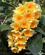 Rare Dendrobium guibertii  orchid plant  FS , not in bloom