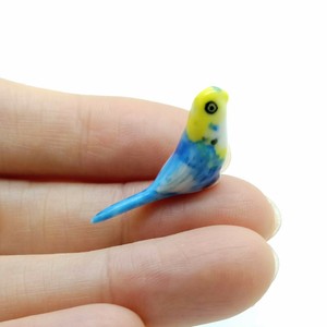 miniature budgies for sale
