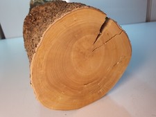 1 Stamm Drechselholz Buchsbaum Buxus Buchsbaumholz Edelholz 2413g TOP !!! D=95mm