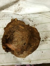 C11 Red Fairly Round Manzanita Burl Wood Projects Genuine