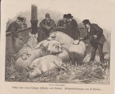 Orig. Holzstich Schweine - Leipziger Schlacht- und Viehhof.