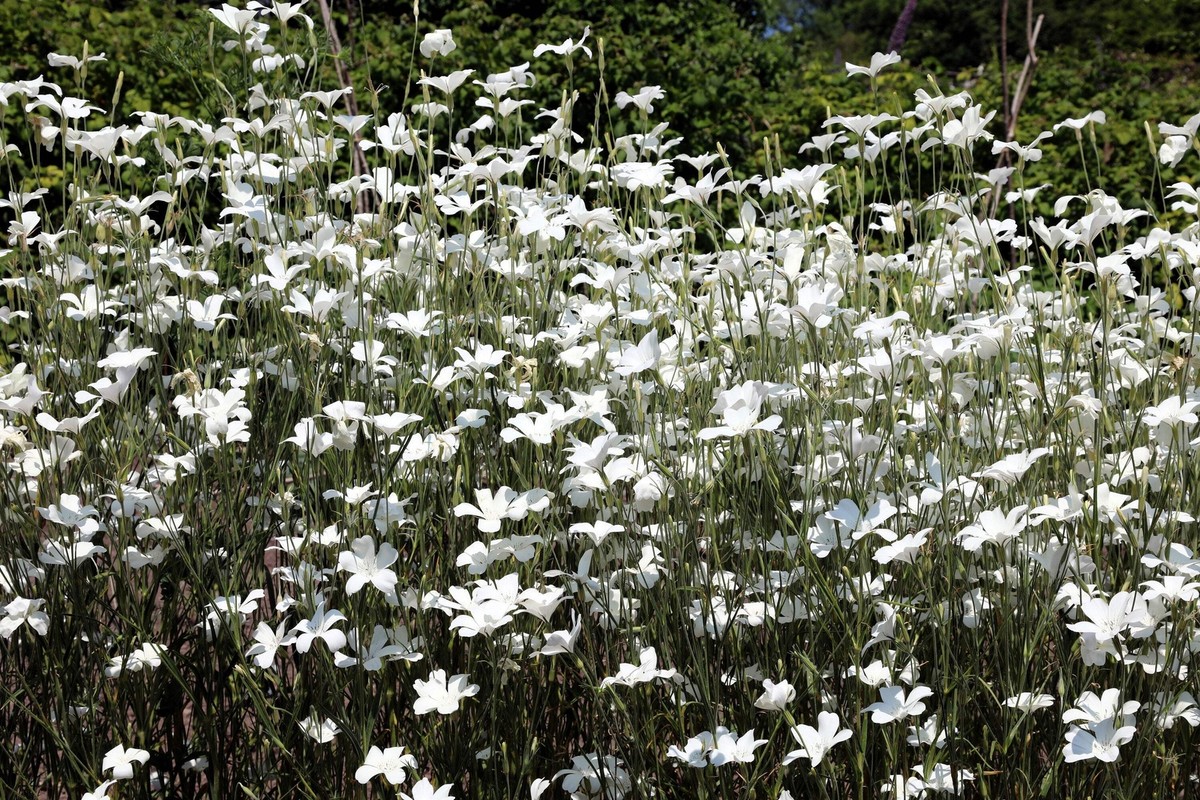 50 BIANCA WHITE CORN COCKLE Agrostemma Githago Flower Seeds *Flat