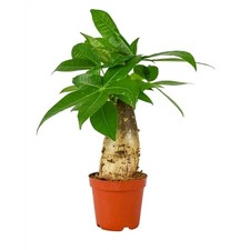 Baby Pachira Aquatica Trunk Established, Indoor / House Plant, 9cm Pot