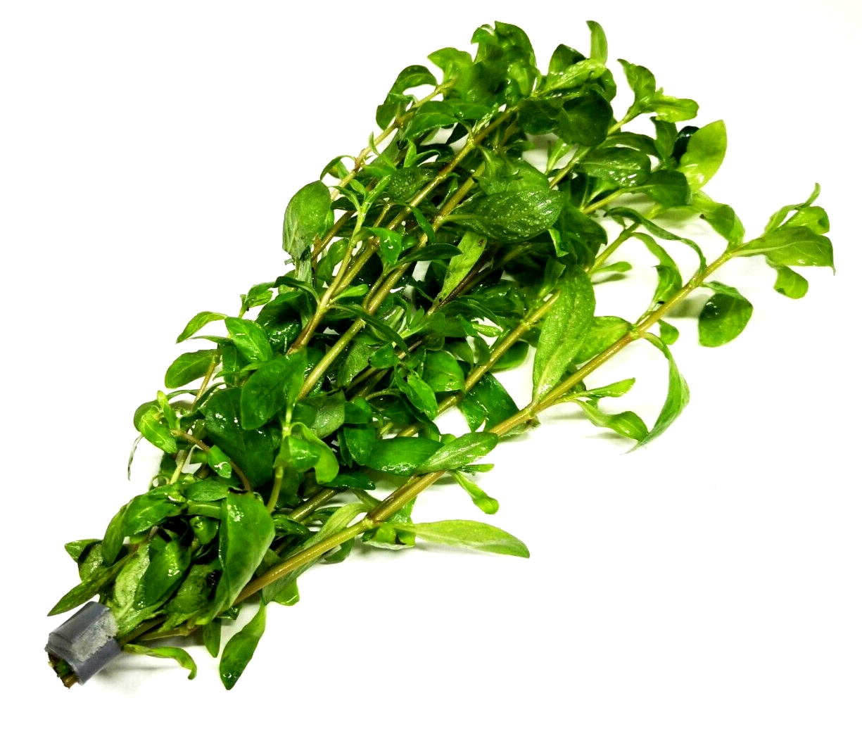 Hygrophila Polysperma Bunch Live Aquarium Aquatic Tropical Plants eBay