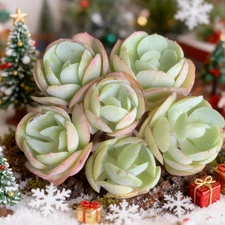 Echeveria Peach Pride Live Succulent | Rare Imported Plant | Bare Root | Indoor