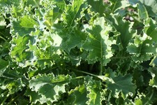 250 Vates Blue Curled Kale Seeds Fresh Eating, Cooking