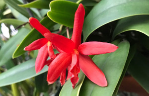 Slc. Mojo `The Bob' Original Division Compact Cattleya Orchid Plant